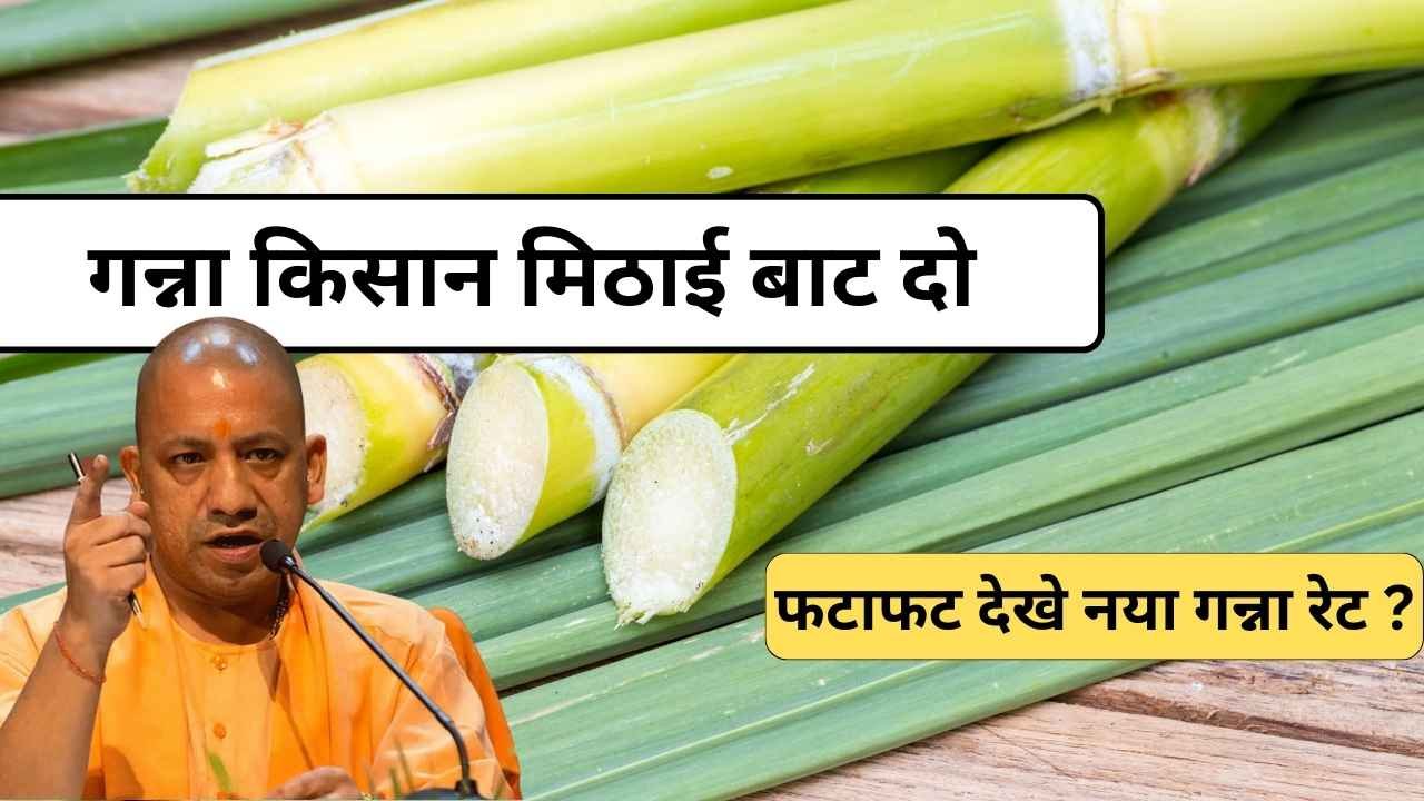 sugarcane price