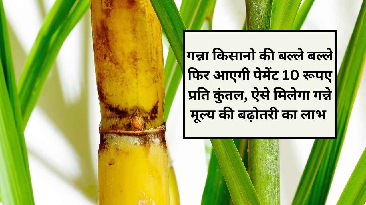 Amount of increase in sugarcane price