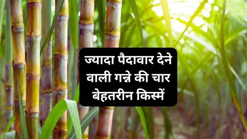 Four best varieties of sugarcane