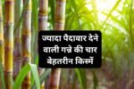 Four best varieties of sugarcane