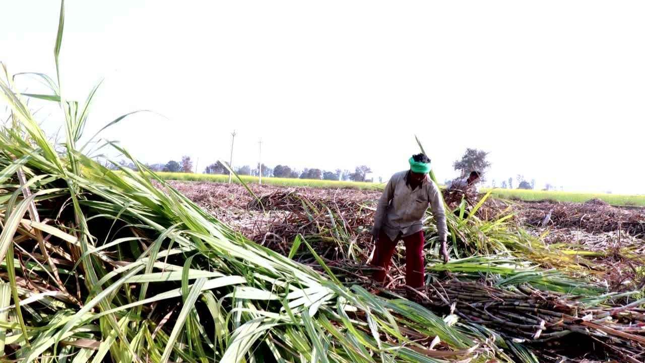 गन्ना किसानों के लिए अच्छी खबर